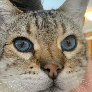 Meet your Posher, Dara